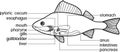 Coloring page with scheme of structure of fish digestive system. Educational material with structure of perch Perca fluviatilis